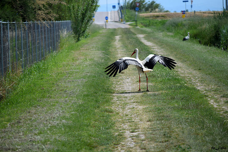 cicogna