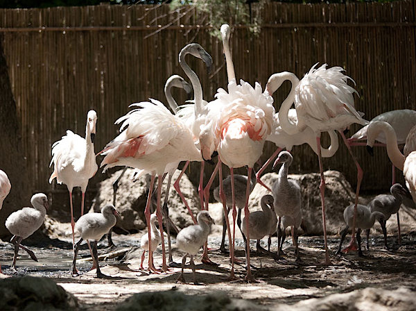 GLI ABITANTI DEL PARCO