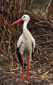 Ciconia ciconia